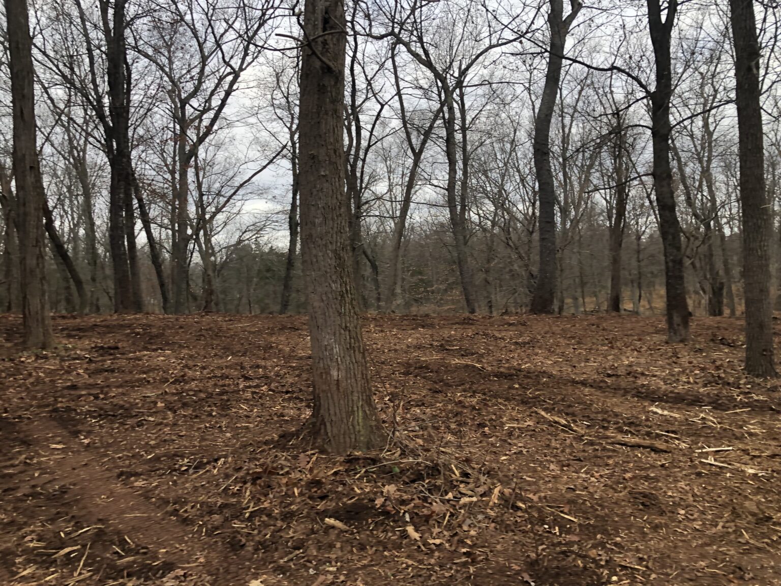 A dirt road winding through a dense forest, surrounded by tall trees and dappled sunlight filtering through the leaves.