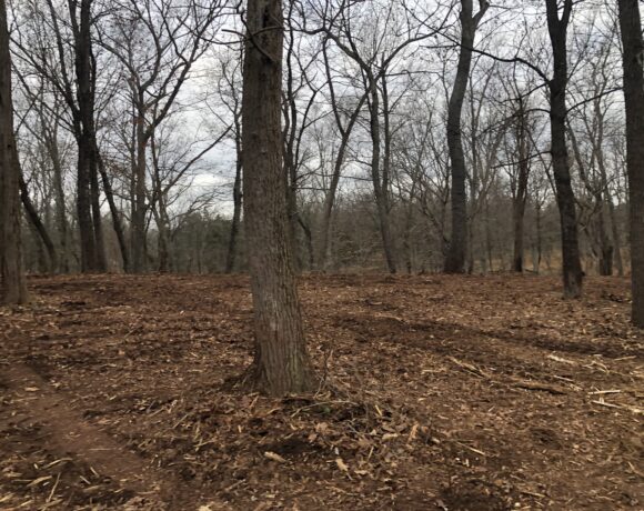 A dirt road winding through a dense forest, surrounded by tall trees and dappled sunlight filtering through the leaves.