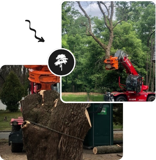 A glimpse of Bunker Hill Tree Service providing tree removal service in New Jersey.